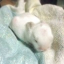 ตัวเล็กจี๊ดเดียว