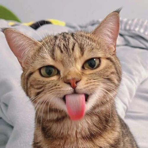 สมาชิกหมายเลข 6713805