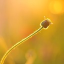 ฟ้าสูง หญ้าต่ำ