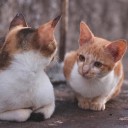 ชะนีกรุบ