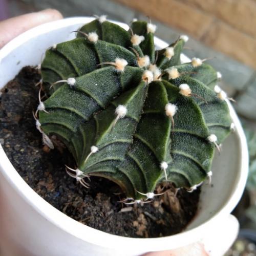 สมาชิกหมายเลข 6453789