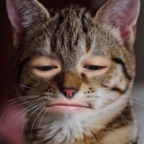 สมาชิกหมายเลข 6453082