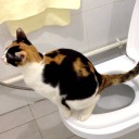 bringmetothetoilet