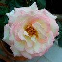 สมาชิกหมายเลข 1015138