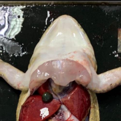 สมาชิกหมายเลข 4288859