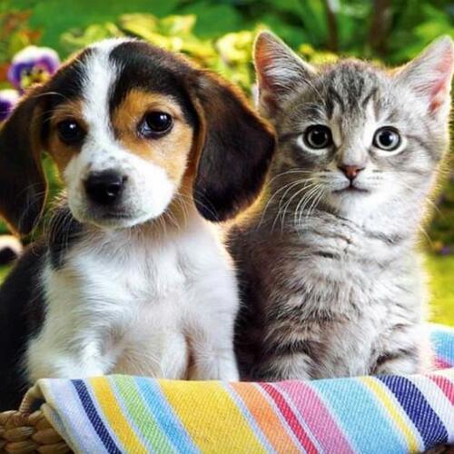 สมาชิกหมายเลข 5858583