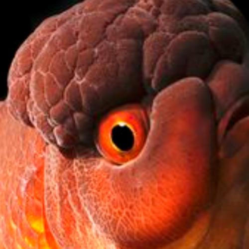 สมาชิกหมายเลข 7147981