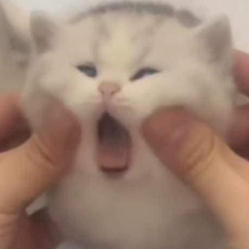 สมาชิกหมายเลข 7160824