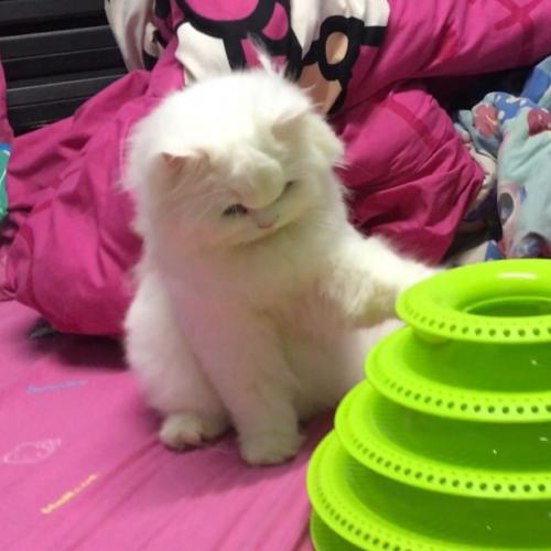 สมาชิกหมายเลข 4558465