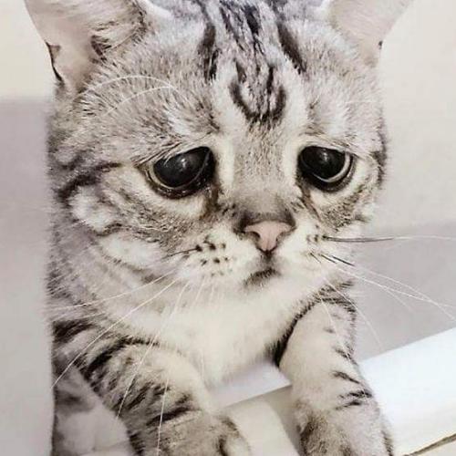 สมาชิกหมายเลข 2431397