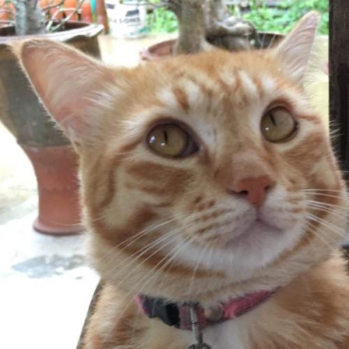 สมาชิกหมายเลข 844295