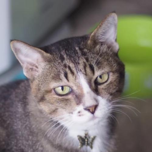 สมาชิกหมายเลข 6460327