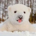 หมียืนหนาวที่ดาวพลูโต