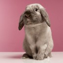 สมาชิกหมายเลข 3481770