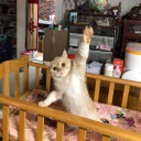 สมาชิกหมายเลข 4829654