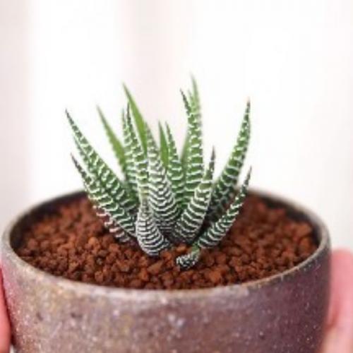 สมาชิกหมายเลข 3891301