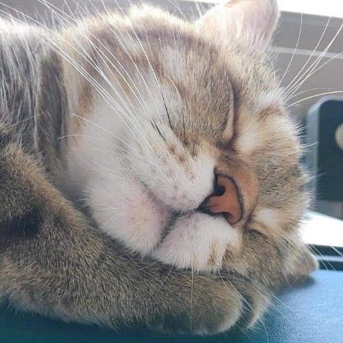 สมาชิกหมายเลข 5456102