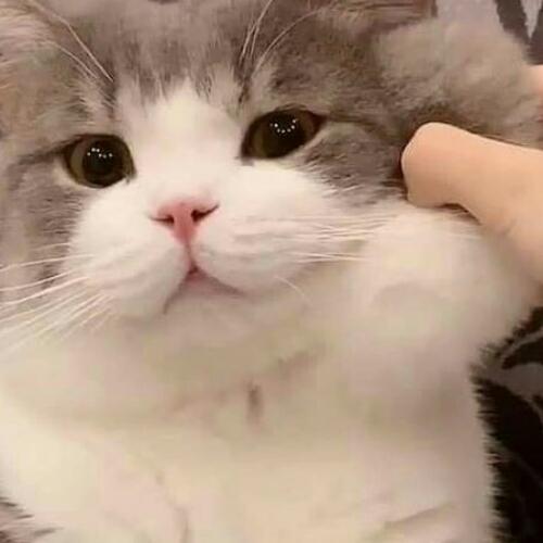 สมาชิกหมายเลข 6460765