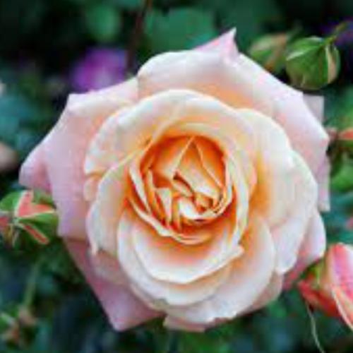 สมาชิกหมายเลข 6460781