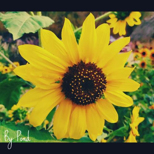 สมาชิกหมายเลข 6460874