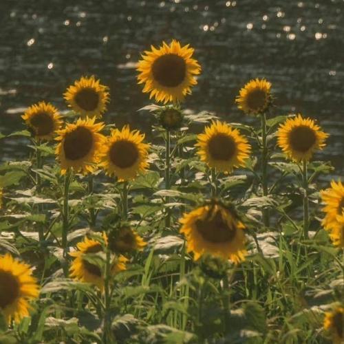 สมาชิกหมายเลข 7959485