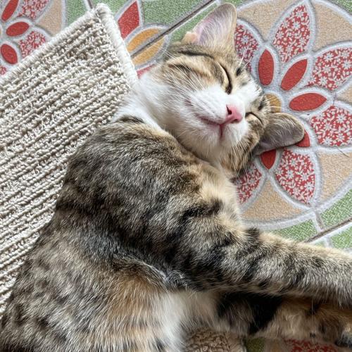 สมาชิกหมายเลข 7410069