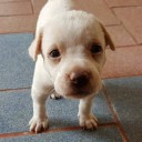 สมาชิกหมายเลข 3763327