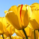 สมาชิกหมายเลข 3763345