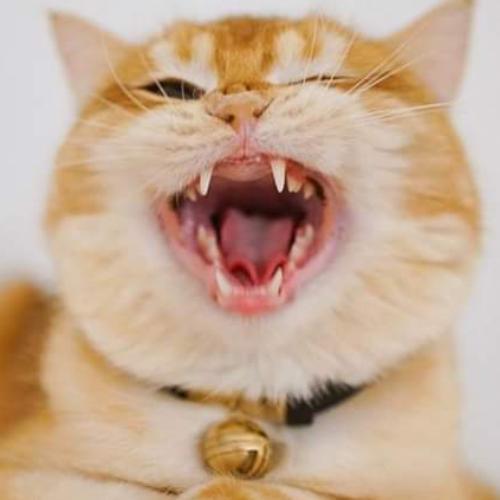 สมาชิกหมายเลข 5369536