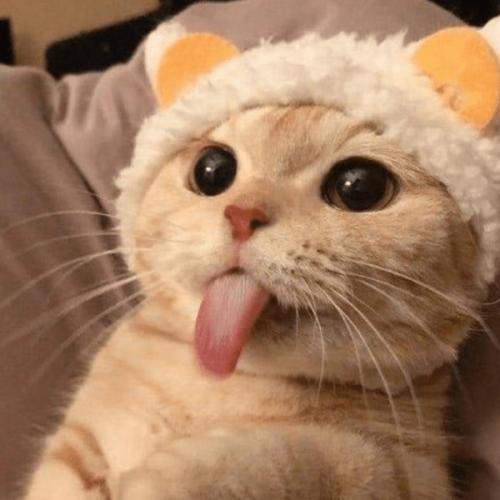 สมาชิกหมายเลข 7895403