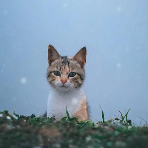 สมาชิกหมายเลข 823549