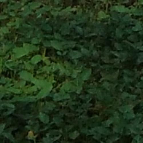 สมาชิกหมายเลข 4618887