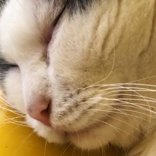 สมาชิกหมายเลข 4521885