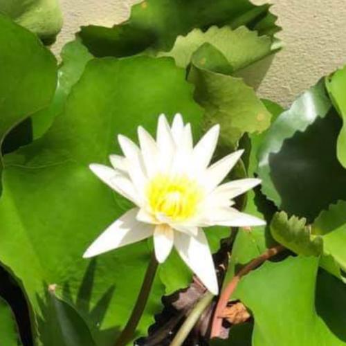 สมาชิกหมายเลข 5339293