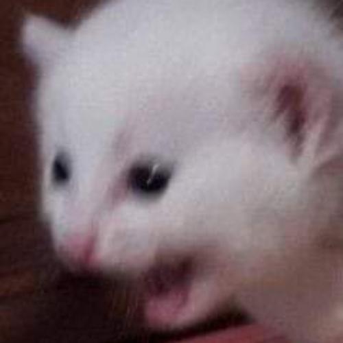 เหาฉลาม บินได้