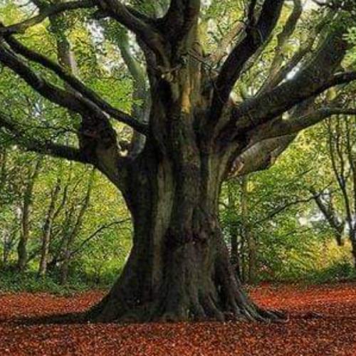 สมาชิกหมายเลข 6207119