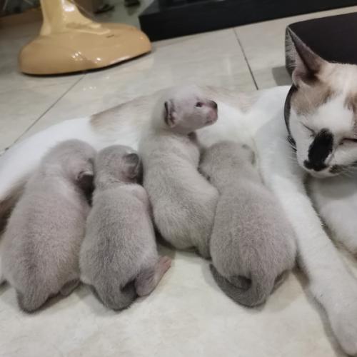 สมาชิกหมายเลข 6533917