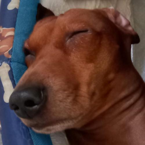 สมาชิกหมายเลข 8985871