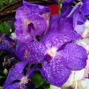 สมาชิกหมายเลข 4228284