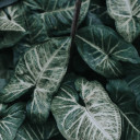 สมาชิกหมายเลข 4049620