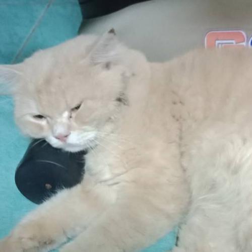 สมาชิกหมายเลข 5861645