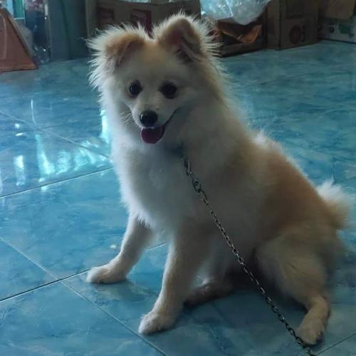 สมาชิกหมายเลข 4762429