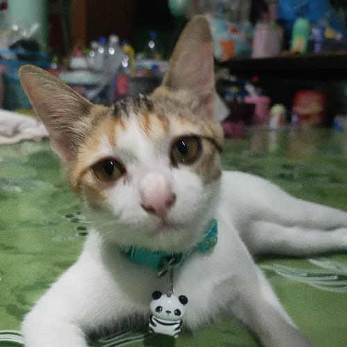 สมาชิกหมายเลข 6953850