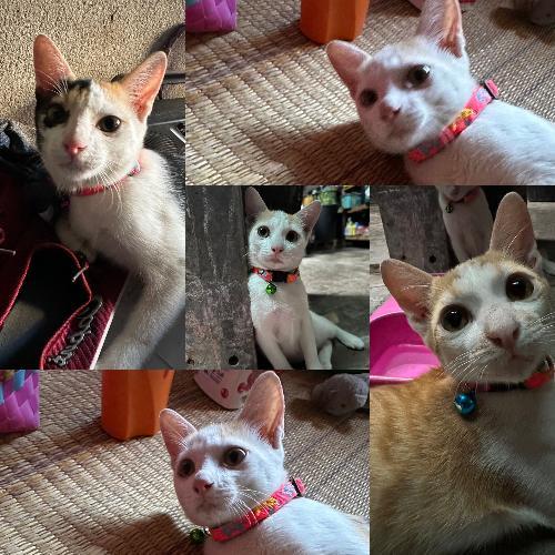 พี่หมีกับน้องกระต่าย