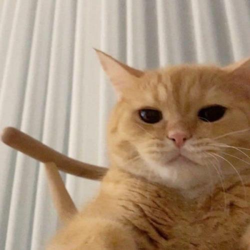 สมาชิกหมายเลข 3453244