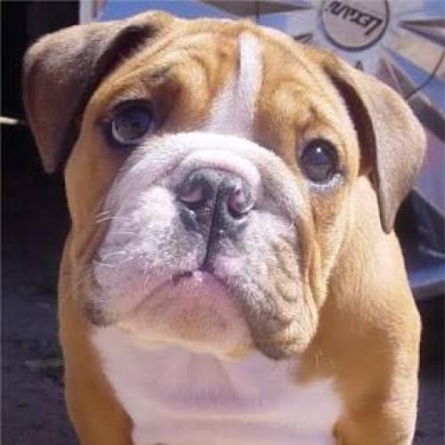 สมาชิกหมายเลข 1095694