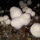 สมาชิกหมายเลข 4228834