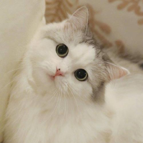 สมาชิกหมายเลข 6058600