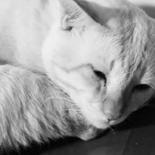 สมาชิกหมายเลข 4229629