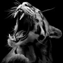 สมาชิกหมายเลข 4620455